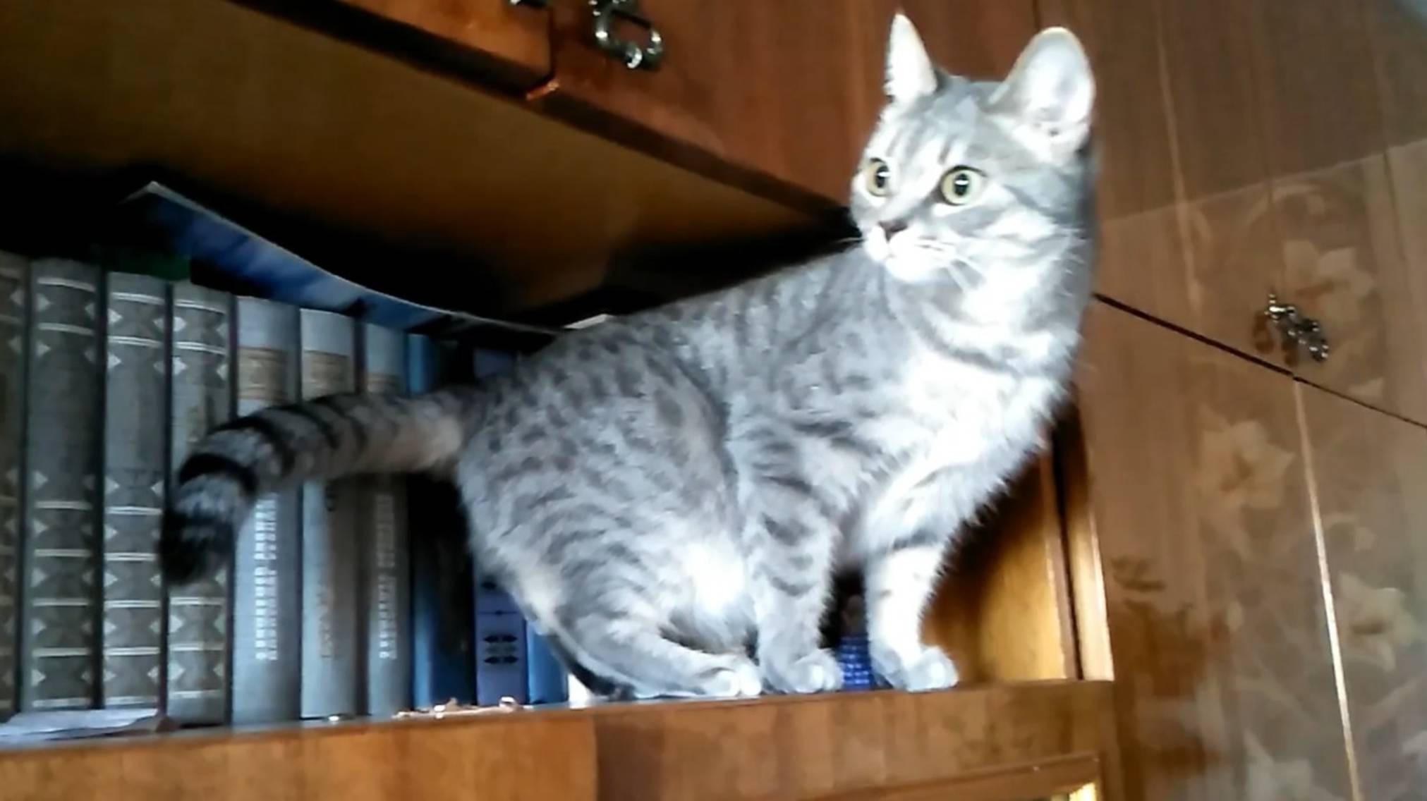 Позитив на выходные! Барса в поисках приключений. смотреть онлайн