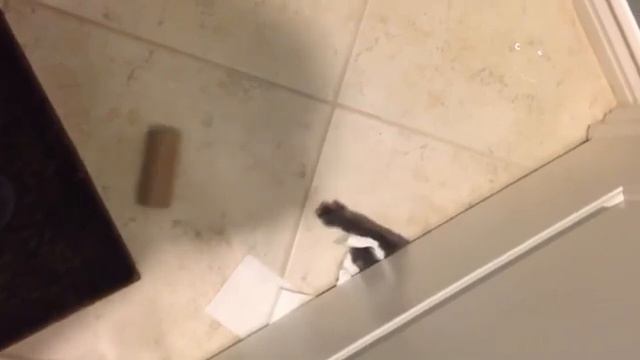 Подборка самых смешных видео с животными 😹🐶 смотреть онлайн