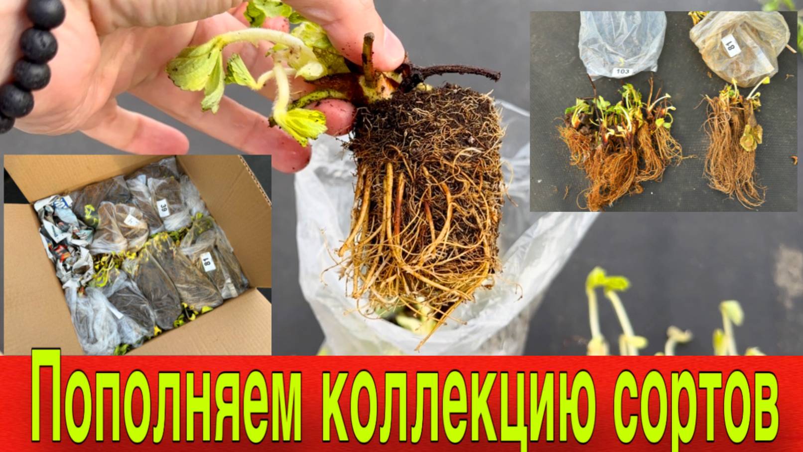 Получаем рассаду клубники фриго и мини трей .Пополняем коллекцию сортов клубники