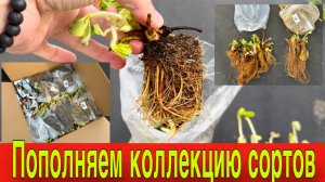 Получаем рассаду клубники фриго и мини трей .Пополняем коллекцию сортов клубники