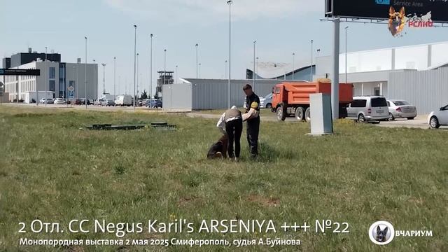 2 Отл. СС Negus Karil's ARSENIYA +++ №22 / КЧК СИМФЕРОПОЛЬ 2 мая`25 А.Буйнова Моно немецких овчарок