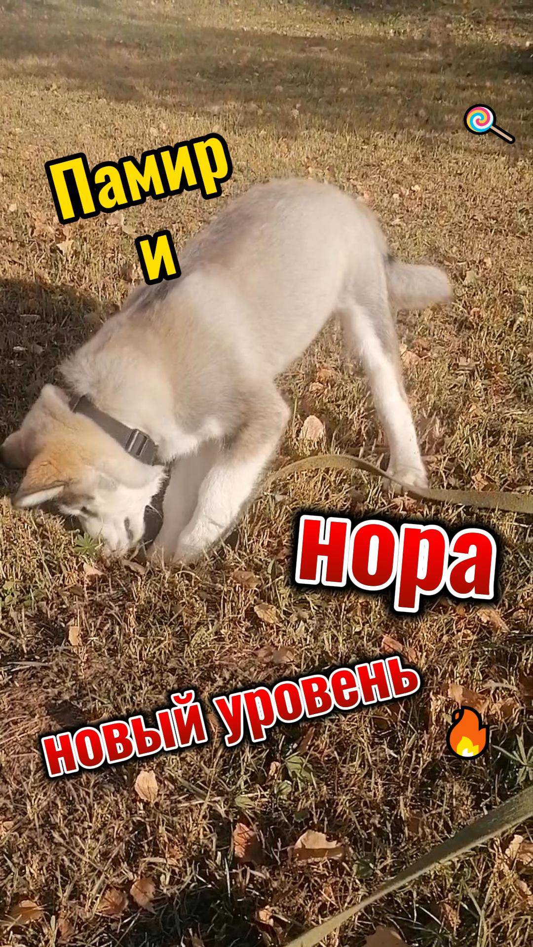 нора продолжение