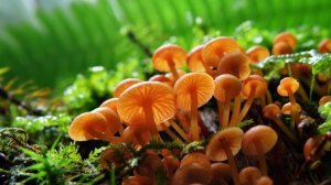 ГРИБЫ В ОГОРОДЕ. ШАМПИНЬОНЫ, РЯДОВКА МАЙСКАЯ И ЭНТОЛОМА САДОВАЯ #грибы #тихаяохота