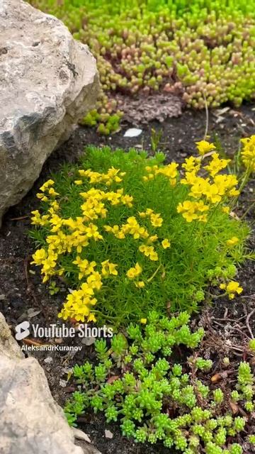 Крупка бруниелистная #flowers #garden #садоводничество #сад #огород #деревня