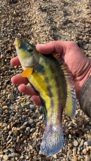 Черноморская рыбка смотреть онлайн