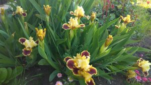 Прогулка по участку 2 мая 2025 г.