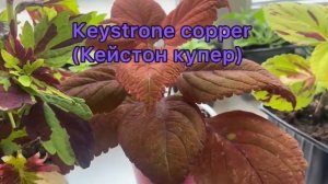 Колеусы вегетативные. 2 мая