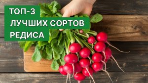 ТОП-3 ЛУЧШИХ СОРТОВ РЕДИСА