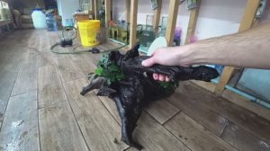 Сделал травник на разводне. Будни Аквариумиста.