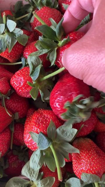 Сезон клубники открыт смотреть онлайн