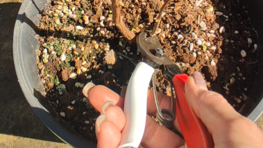 Формирующая обрезка гортензии Металлика✨ несколькими способами. Если гортензия плачет, что делать?