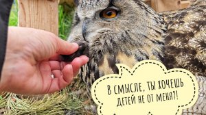 Почему я не хочу, чтобы размножалась филин Ёль, но хочу птенцов от сов сплюшек, серых неясытей,сычей