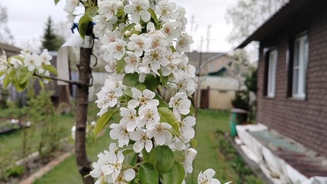 Цветы на плодовых деревьях потемнели после мороза. 2025 смотреть онлайн