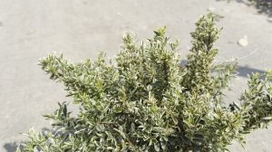 Бересклет PULCHELLUS, CLT 9