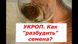 Укроп. Как разбудить семена укропа?
