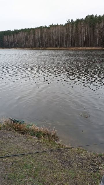 Рыбалка на озере ,ловлю на удочку карпа