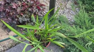 Тигридия - кратко о тигридии в кашпо, общий внешний вид, особенности цветения