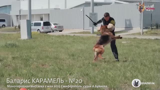 Баларис КАРАМЕЛЬ - №20 / КЧК СИМФЕРОПОЛЬ 2 мая`25 А.Буйнова Моно немецких овчарок