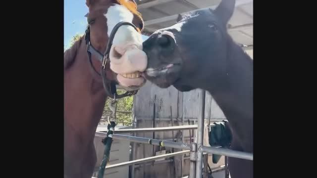 Эти забавные лошадки!👍 смотреть онлайн