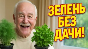 Легко и быстро: как вырастить свежую зелень в квартире — укроп и петрушка