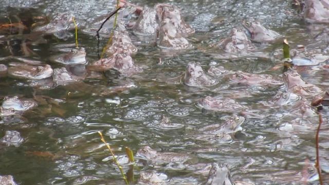 Лягушачий концерт. Лягушки мечут икру смотреть онлайн