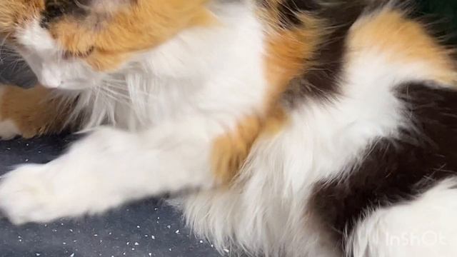 Ох устала😺 смотреть онлайн