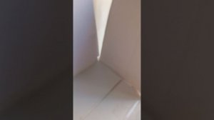 бумажные собаки 🥰🫠бомбезные новости 😱😱