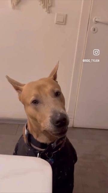 Тюльпан-самый деловой пёс :) смотреть онлайн