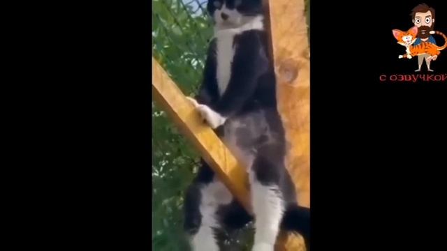 Смешные коты...