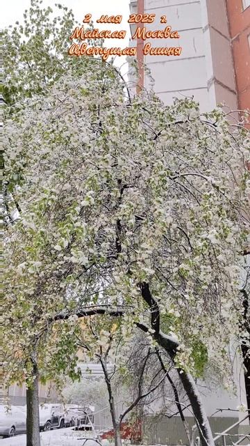 2 мая 2025 г. Майская Москва. Цветущая вишня #москва #май #вишня