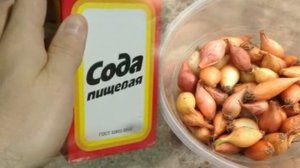 Сделайте это перед посадкой Лука Севка для большого урожая! В чем замочить лук севок.