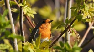 Зарянка поёт, наблюдение птиц в Великом Новгороде, 3 мая 2025