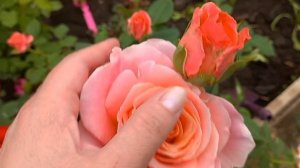 Розы с цветами и на бутонах. Открываем сезон 2025