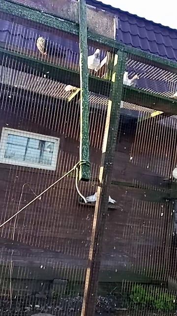 Село Исады. Голуби смотреть онлайн