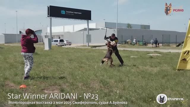 Star Winner ARIDANI - №23 / КЧК СИМФЕРОПОЛЬ 2 мая`25 А.Буйнова Моно немецких овчарок