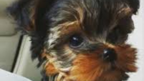 как научить собаку команде сидеть