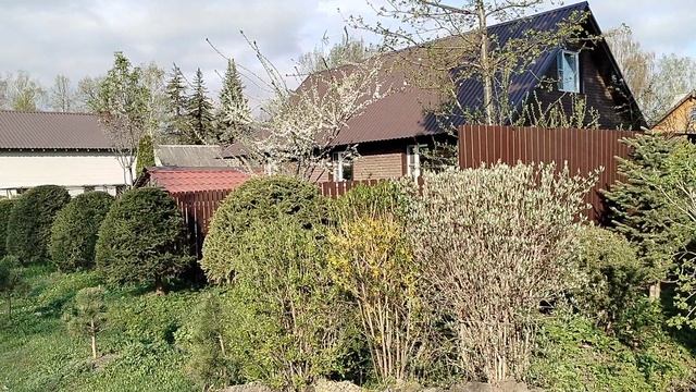 Форзиция и чубушник Лемуана на углу участка. смотреть онлайн