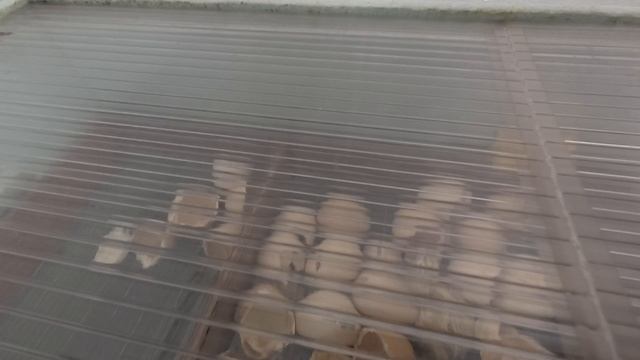 Не построили новый дом. Ура Португальцам! смотреть онлайн