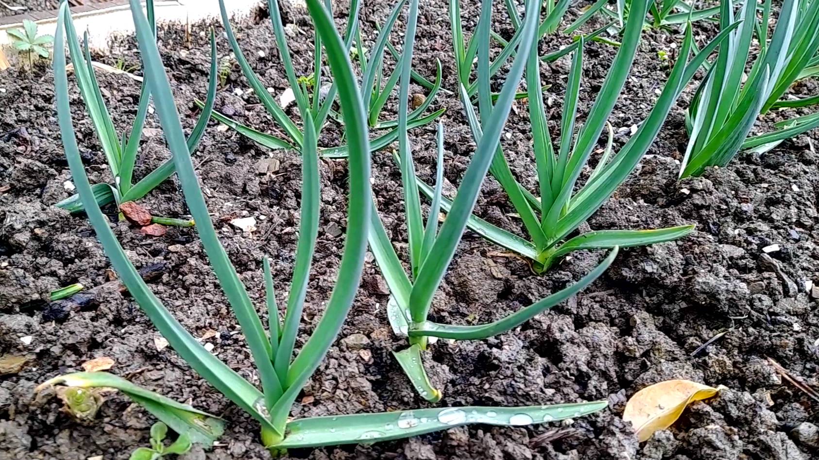 МАЙСКАЯ ПОДКОРМКА ЧЕСНОКА — ЗАЛОГ БОГАТОГО УРОЖАЯ. Чем и как подкормить чеснок в мае. смотреть онлайн