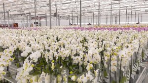 Первое в России роботизированное производство орхидей запустили под Ярославлем
