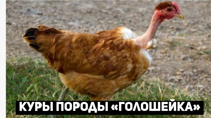 Куры ГОЛОШЕЙКА смотреть онлайн