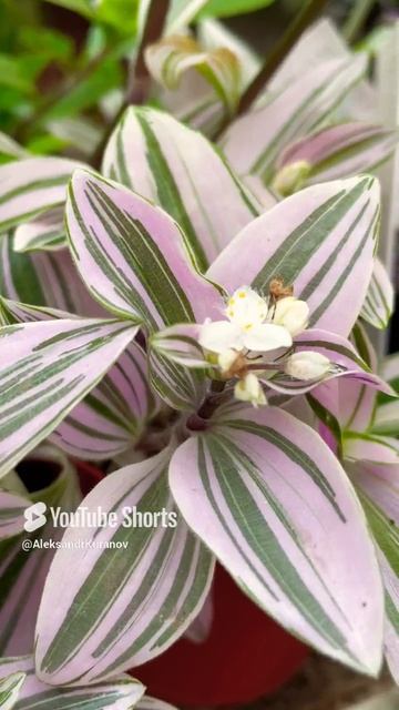 Традесканция зебровидная или висячая. #flowers #цветы #nature #garden #plants