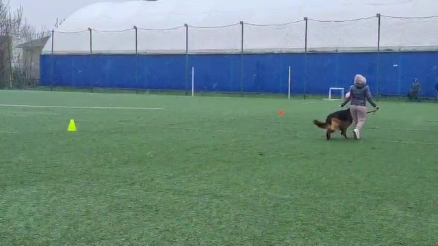 1 Отл. Strong End Soft NEJMAN +++ №29 / КЧК КОСТРОМА 26 апреля`25 В.Хижняк Моно немецких овчарок