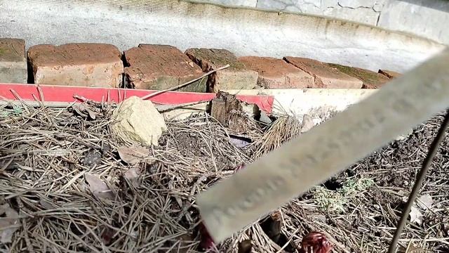 Первоцветы в нашем саду весной 2025. Много разных смотреть онлайн