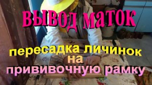 Вывод маток. Пересадка личинок на прививочную рамку