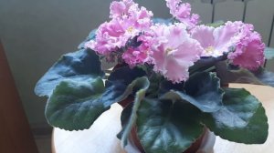 Фиалка розовая