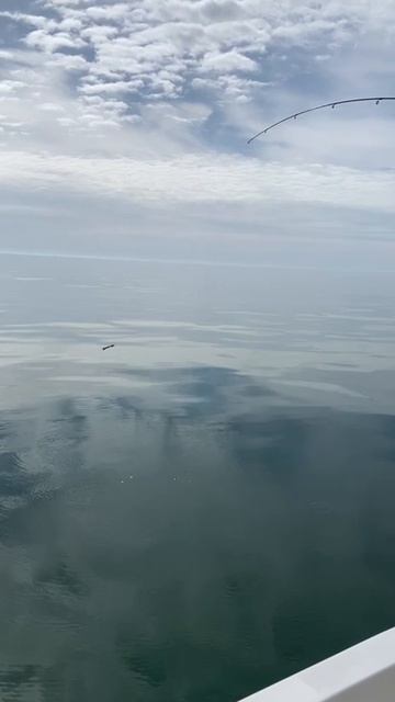 Ставридка в Адлере. смотреть онлайн