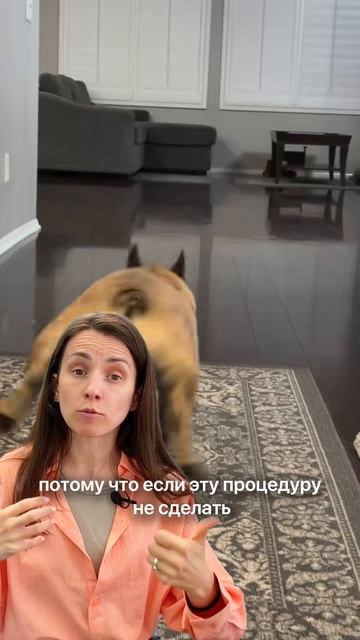 Бульдог - правда о породе и подводные камни