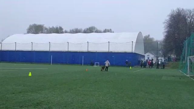 CIRTSEYA Lichtenstein-Ost - №19 / КЧК КОСТРОМА 26 апреля`25 В.Хижняк Моно немецких овчарок