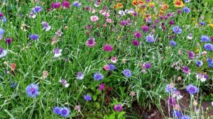 Самые неприхотливые цветы - ВАСИЛЬКИ. Многолетник.